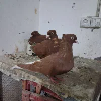 تعداد ۱۰۰عدد دم سفید کرمونی|پرنده|مشهد, هفده شهریور|دیوار