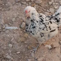 مرغ و خروس گلین و محلی