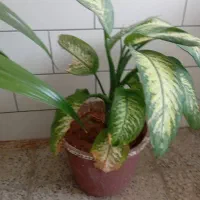 فروش گل|گل و گیاه طبیعی|بروجن, |دیوار