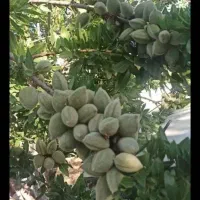 باغشهری-سیاخ-دارنگون