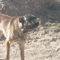 سگ ژرمن مواد مخدر|سگ|زنجان, |دیوار