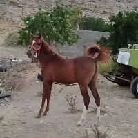 کره اسب مادیان