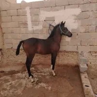 اسب
