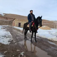 اسب مادیان|اسب و تجهیزات اسب‌سواری|چاراویماق, |دیوار