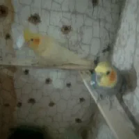 عروس هلندی|پرنده|نیمروز, |دیوار