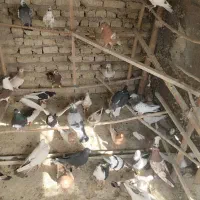 38 عدد کفتر رنگی،سالمو سرحال و پرشی