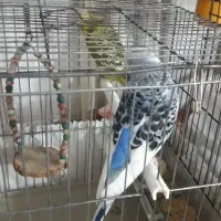 یک جفت مرغ عشق انگلیسی