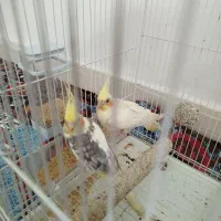 عروس هلندی مولد