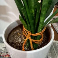 گل با گلدون|گل و گیاه طبیعی|پاکدشت, پاکدشت (مامازند)|دیوار