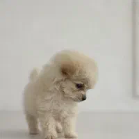 پامر  عروسکی