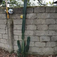 کاکتوس|گل و گیاه طبیعی|شیرود, |دیوار