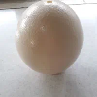 تخم شترمرغ خالی|صنایع دستی و سایر لوازم تزئینی|مشهد, مصلی (کارمندان اول)|دیوار