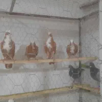 کبوتر عرب