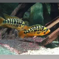 کالووس.پانک.اسلاتوس|ماهی|هشتگرد, شهرک اقدسیه|دیوار