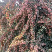 خریدارزرشک تر|خدمات باغبانی و درختکاری|بیرجند, |دیوار