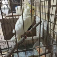 جفت طوطی عروس|پرنده|بهبهان, |دیوار