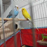 مرغ عشق|پرنده|پاکدشت, پاکدشت (مامازند)|دیوار