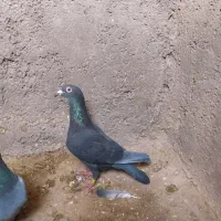 زاغ ماده 500|پرنده|زیرکوه, |دیوار