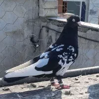 کبوتر دم سفید،طوقی،کله،مسافتی،ساده