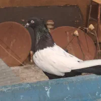 سینه سیاه|پرنده|کارون, |دیوار