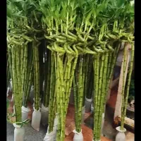 گل بامبو 100سانتی تایلندی ریشه دار اصل