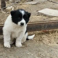 سگ قدرجونی واگذاری ماده|سگ|ملایر, |دیوار