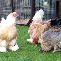 تخم مرغ نطفه دار امپراطور یا برهما فروشی|حیوانات مزرعه|قائم‌شهر, |دیوار