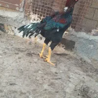 خروس فروشی|حیوانات مزرعه|بندرعباس, |دیوار