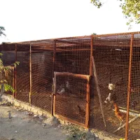 ۱۵۰۰ متر باغ سنددار|فروش دفتر صنعتی، کشاورزی، تجاری|کویرات, |دیوار