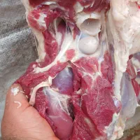 انواع گوسفند چاق کشتاری