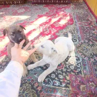 سگ ژرمن|سگ|مشهد, گاز|دیوار