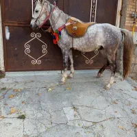 اخته|اسب و تجهیزات اسب‌سواری|سیلوانه, |دیوار