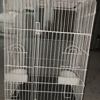 مرغ مینا4تومن وازبچگی والن توله جم،تو خ روسرمیشینه|پرنده|بندر ماهشهر, |دیوار