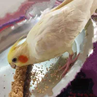 گمشده