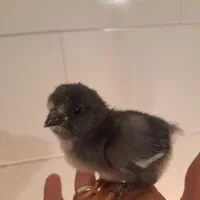 جوجه گلین. فول درجه یک .  تضمین