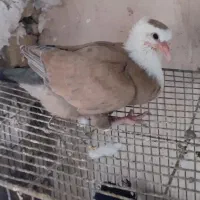 جوجه کلاغ مخملی زرد کاکلی و طوقی