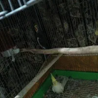 عروس هلندی|پرنده|چناران, |دیوار