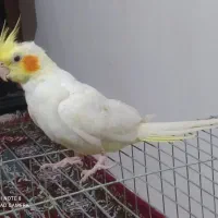 عروس هلندی نر آواز خوان آماده جفت