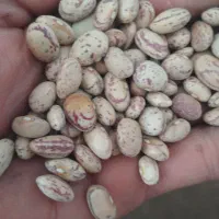 لوبیا چیتی تمیز