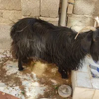 بز ماده۱۱میلیون