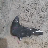 کبوتر زاغ دم سفید