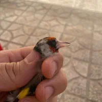 سهره ماده داغ سر|پرنده|کوهدشت, |دیوار