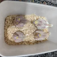 جوجه عروس هلندی|پرنده|شیراز, کوشک میدان|دیوار