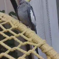 جفت عروس هلندی مولد