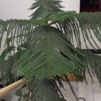 گل کاج مطبق شاداب و سرحال