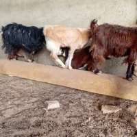 کره نر|حیوانات مزرعه|هامون, |دیوار