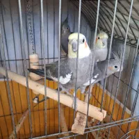 عروس هلندی نر و ماده