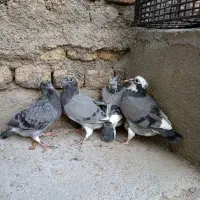 جوجه کفتر پرشی - آلمانی - ذات دار|پرنده|گلبهار, شهر جدید گلبهار|دیوار