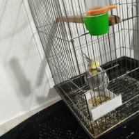 عروس هلندی نر بالغ