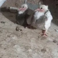 کبوتر طوقی|پرنده|اقبالیه, |دیوار